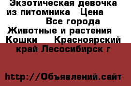 Экзотическая девочка из питомника › Цена ­ 25 000 - Все города Животные и растения » Кошки   . Красноярский край,Лесосибирск г.